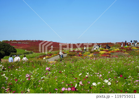 みはらしの丘 119755011