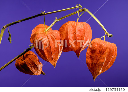 Physalis on a purple background 119755130
