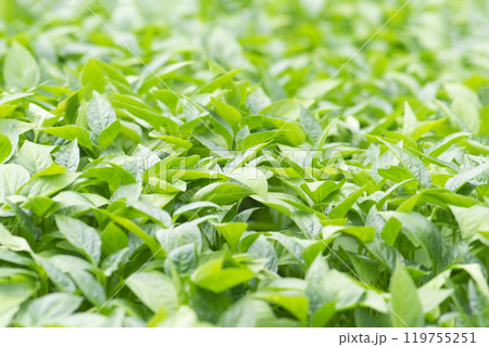 Organic farming, seedlings growing in greenhouse. Organic farming, seedlings growing in greenhouse. 119755251