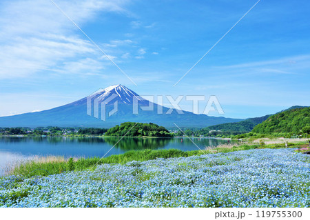 初夏の青空とネモフィラの風景　そして富士山 119755300