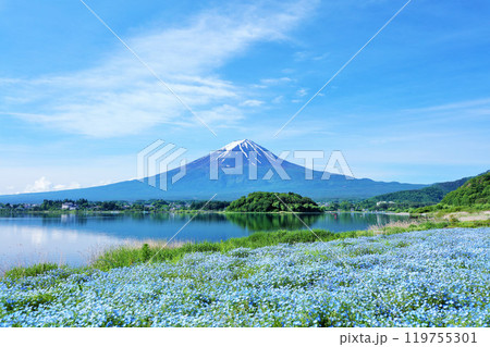 初夏の青空とネモフィラの風景　そして富士山 119755301