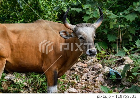 Wild Bantengs or red cows. 119755333