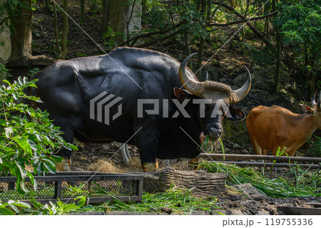 A male Gaur or Bos gaurus 119755336