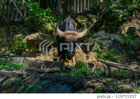 A male Gaur or Bos gaurus 119755337
