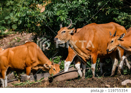 Wild Bantengs or red cows. Wild Bantengs or red cows. 119755354