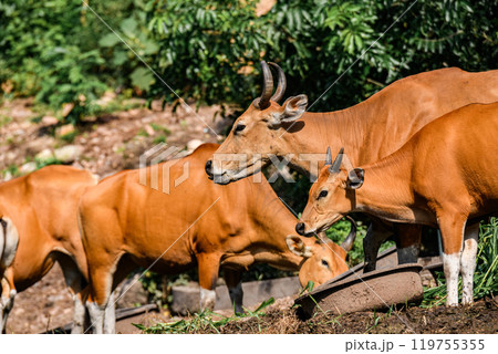 Wild Bantengs or red cows. 119755355