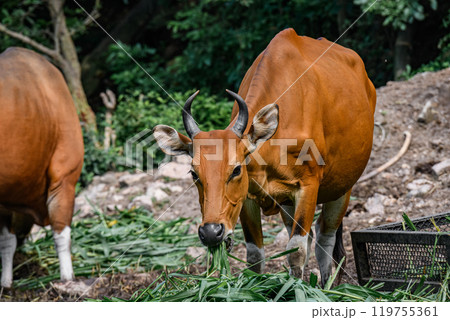 Wild Bantengs or red cows. Wild Bantengs or red cows. 119755361