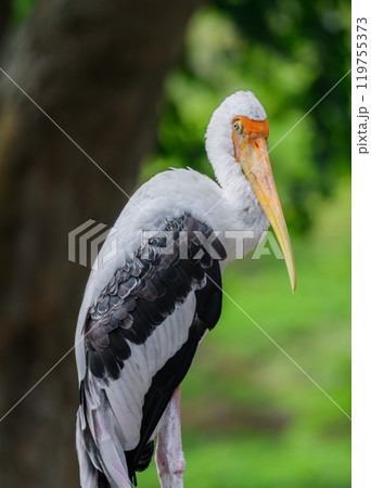 Painted Stork Portrait 119755373