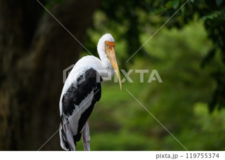 Painted Stork Portrait Painted Stork Portrait 119755374