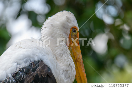 Painted Stork Portrait Painted Stork Portrait 119755377