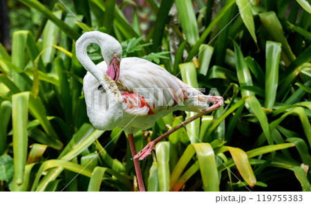 Beautiful flamingo bird with green background 119755383