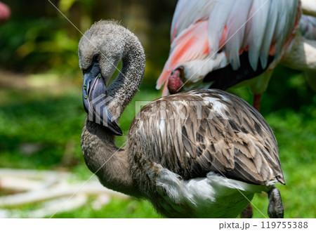 Beautiful young flamingo bird with green background 119755388