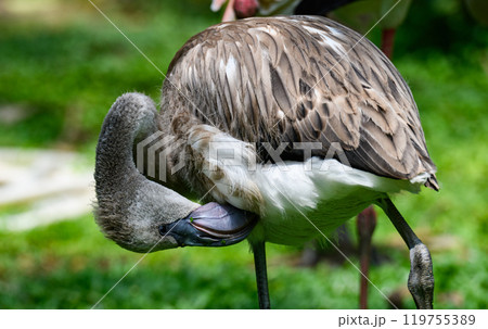 Beautiful young flamingo bird with green background 119755389