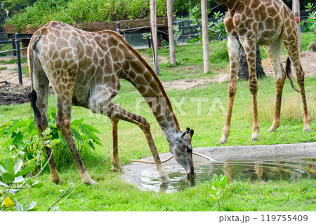 Giraffe in the zoo 119755409