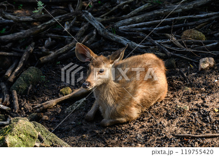 Portrait of Thai deer 119755420