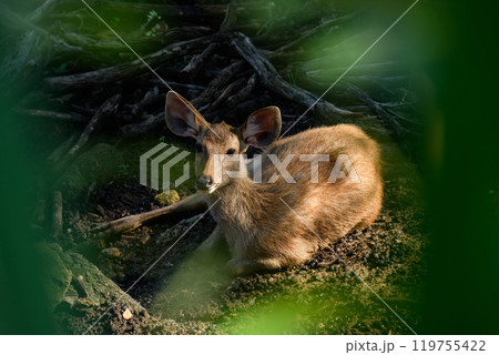 Portrait of Thai deer 119755422