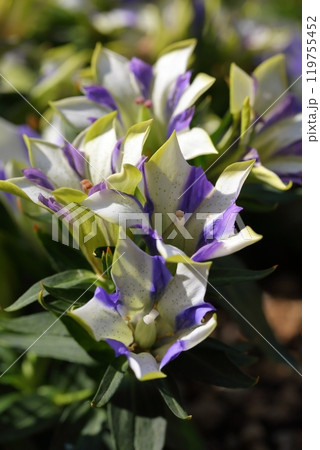 白寿・リンドウの花の群落 119755452