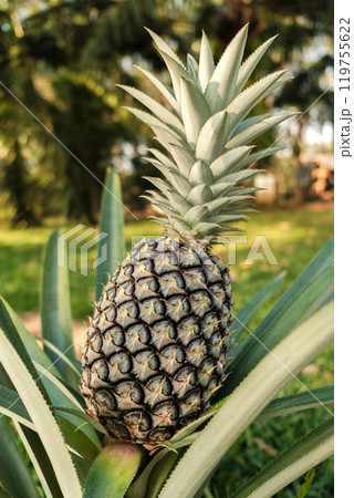 Pineapples in the garden with beautiful evening sunlight. 119755622