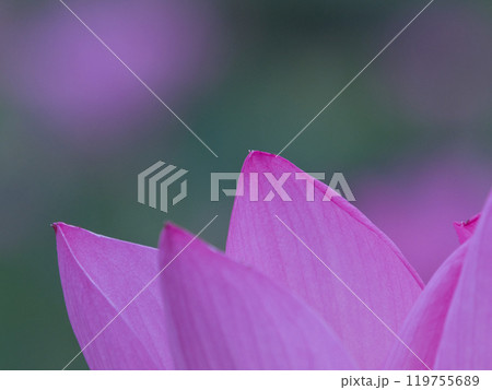 大人しく咲く蓮の花 大人しく咲く蓮の花 119755689