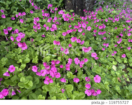 川沿いの土手にたくさん咲いていたピンク色のハナカタバミ(オキザリス) 川沿いの土手にたくさん咲いていたピンク色のハナカタバミ(オキザリス) 119755727