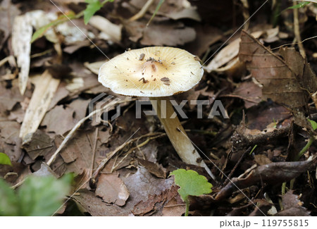 雑木林の腐葉土状にオオキヌハダトマヤタケ茸（ストロボ＋マクロ撮影） 119755815