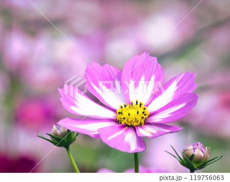 秋の花壇に咲くピンクのコスモスの花 秋の花壇に咲くピンクのコスモスの花 119756063
