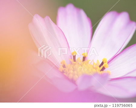 秋の花コスモスの白い花 秋の花コスモスの白い花 119756065