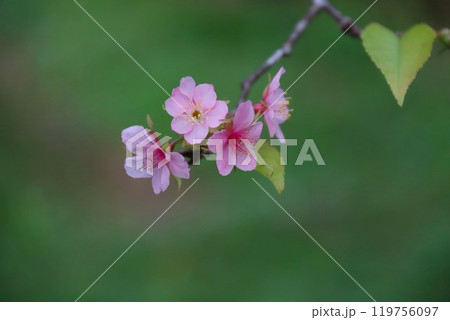 ピンクの可愛い河津桜の花 ピンクの可愛い河津桜の花 119756097