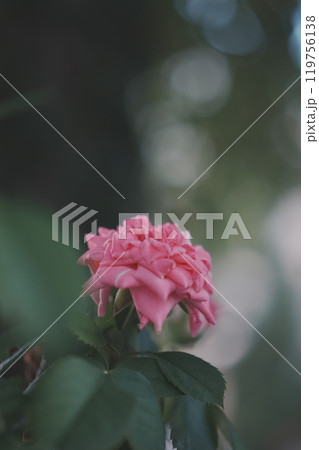 ピンク色の一輪の薔薇の花 119756138