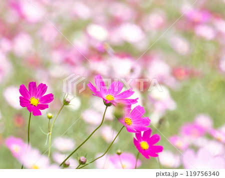 ピンク色のコスモスの花 119756340