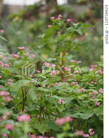 淡いピンクのソバの花 淡いピンクのソバの花 119756624