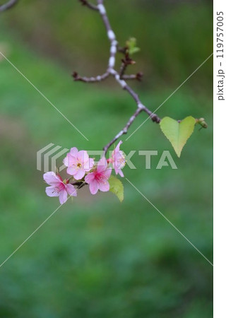 毛呂山町の里山に咲く可憐な河津桜 119757005