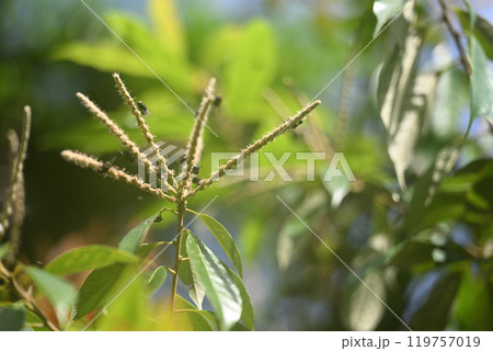ブナ科常緑樹・シリブカガシ（尻深樫）の花 119757019