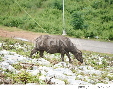 Buffalo Grazing in Dense Greenery Buffalo Grazing in Dense Greenery 119757292