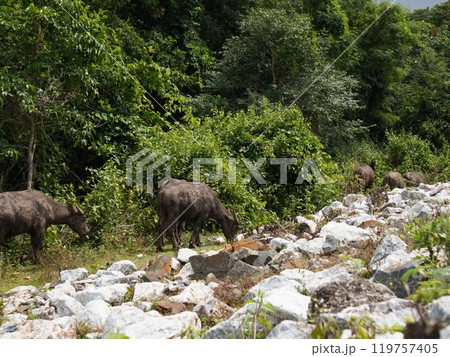 Buffalo Grazing in Dense Greenery Buffalo Grazing in Dense Greenery 119757405