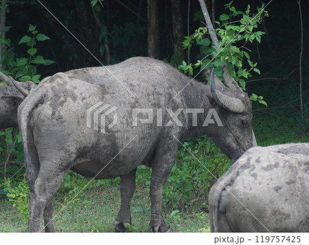 Buffalo Grazing in Dense Greenery 119757425