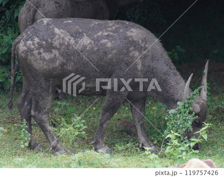 Buffalo Grazing in Dense Greenery 119757426