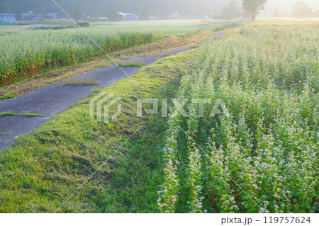 朝日に包まれる蕎麦畑【大町市】 朝日に包まれる蕎麦畑【大町市】 119757624
