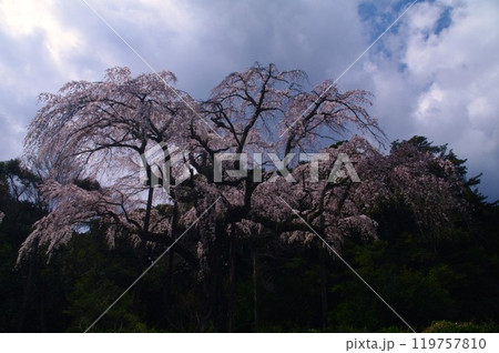 長興山紹太寺樹齢推定350年のシダレザクラを見上げて 長興山紹太寺樹齢推定350年のシダレザクラを見上げて 119757810