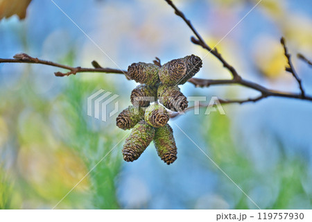 ヤマハンノキの今年の実（冬、十二月） 119757930