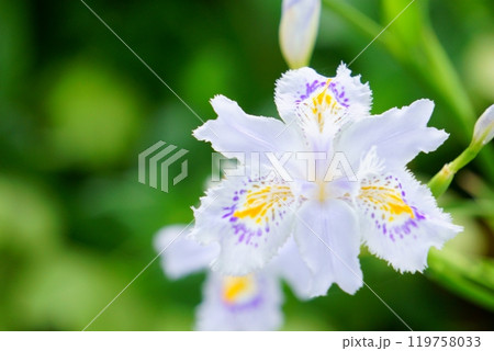 青紫色の花　シャガの花 119758033