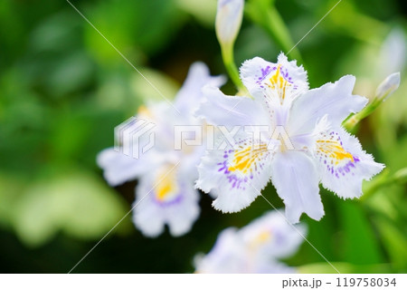 斑点のある花　シャガ 119758034