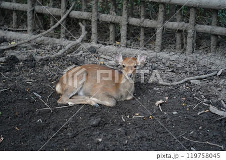Deer in Nara Park, Japan. Nara is one of the most popular tourist destinations in Japan Deer in Nara Park, Japan. Nara is one of the most popular tourist destinations in Japan 119758045