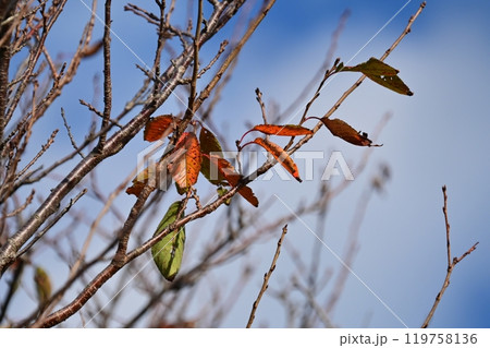 冬イメージ(winter image) 冬イメージ(winter image) 119758136
