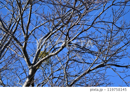 冬イメージ(winter image) 冬イメージ(winter image) 119758145