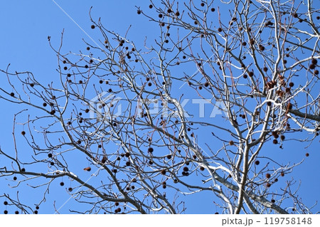 冬イメージ(winter image) 冬イメージ(winter image) 119758148