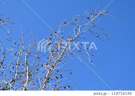 冬イメージ(winter image) 119758149