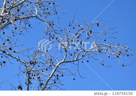 冬イメージ(winter image) 冬イメージ(winter image) 119758150