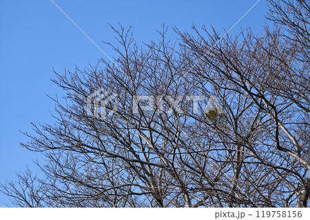 冬イメージ(winter image) 冬イメージ(winter image) 119758156