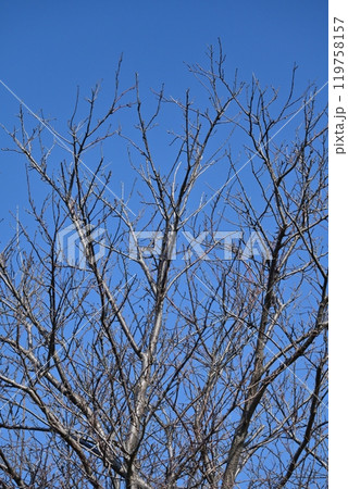 冬イメージ(winter image) 119758157